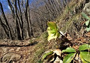 30  Elleboro fecondato, olorato di verde (Helleborus niger)